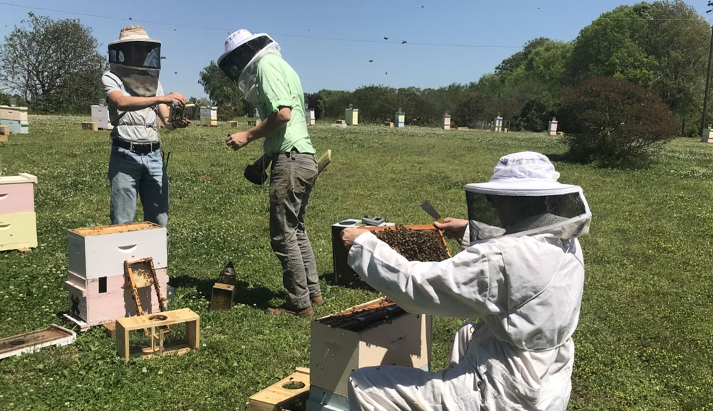 CAES partners with Dalan Animal Health to advance world's first honey bee vaccine