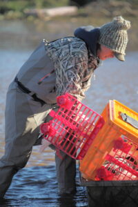 Researcher placing ducks in a container.