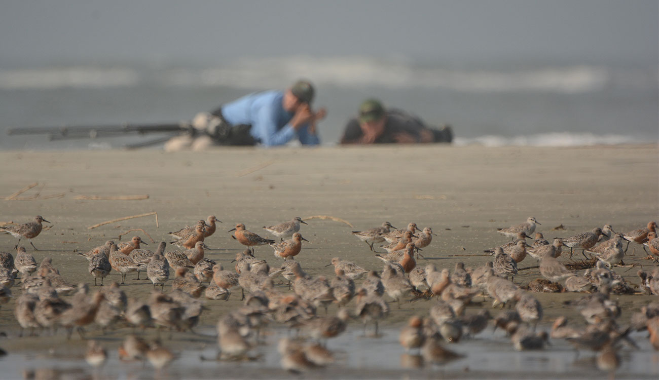 Red Knot Banding