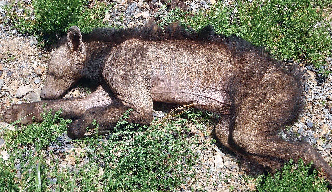 A brown bear with mange