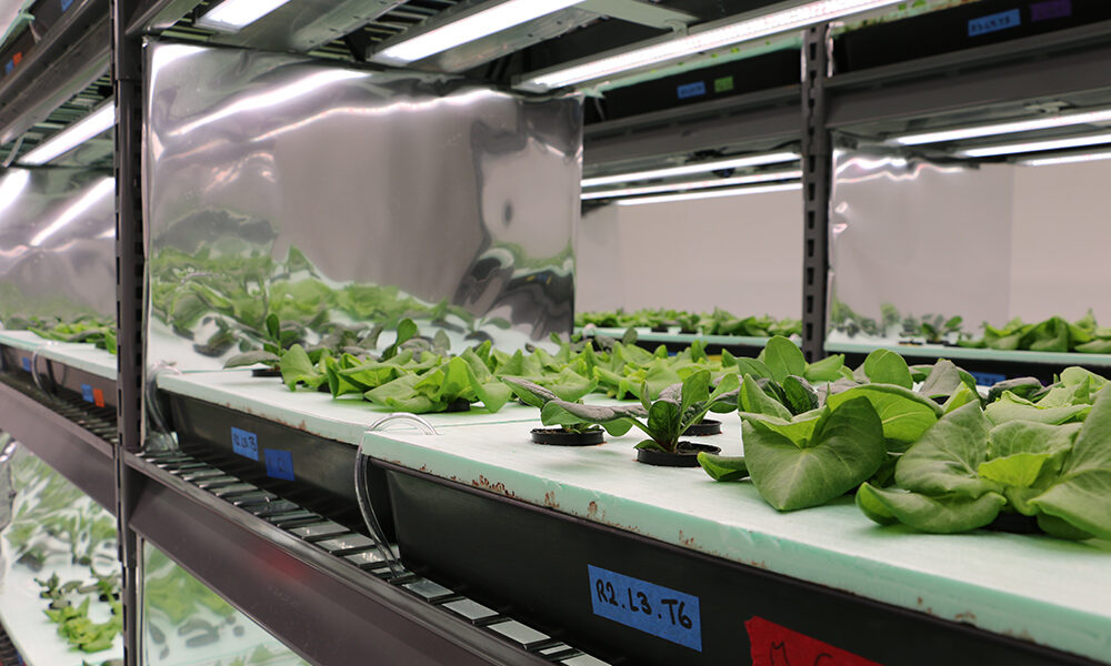 Current research projects in the vertical farms include comparing the performance of different hydroponic growing systems in lettuce and strawberries, comparing plant response across multiple fertilizer management strategies, and more
