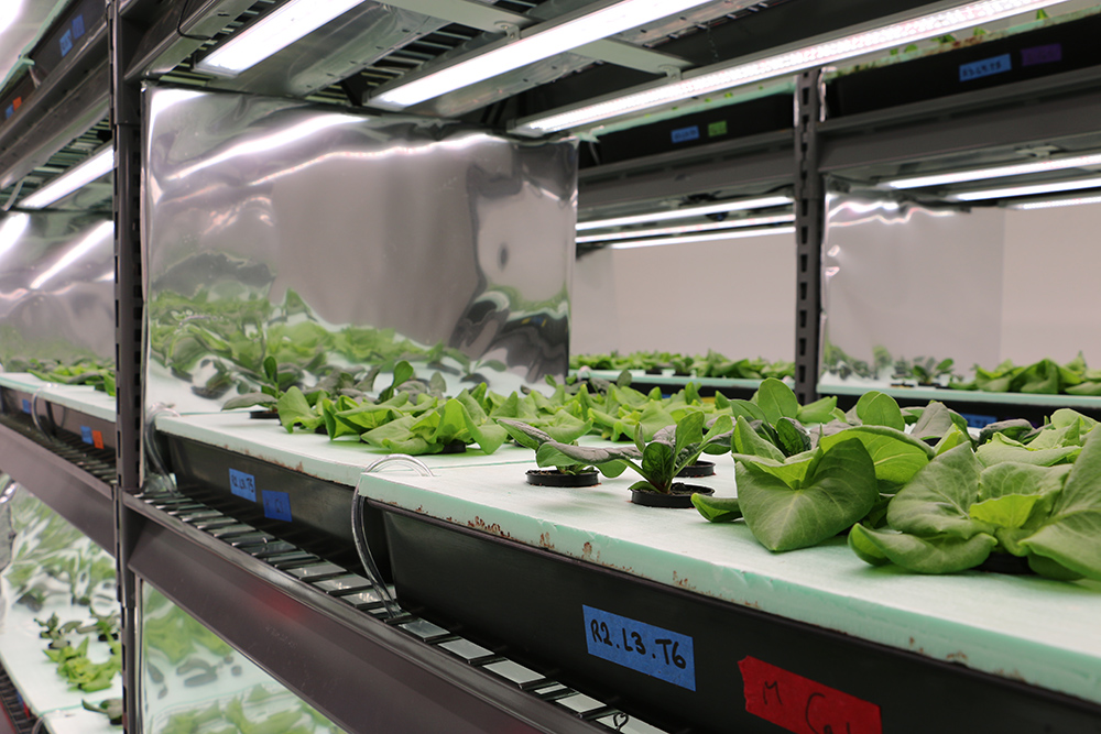 Current research projects in the vertical farms include comparing the performance of different hydroponic growing systems in lettuce and strawberries, comparing plant response across multiple fertilizer management strategies, and more