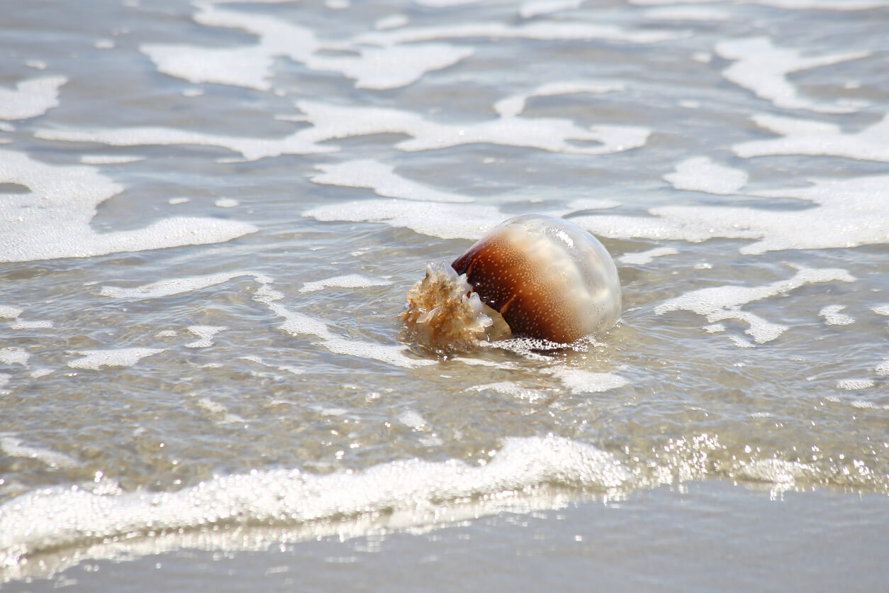 Brown and clear cannonball jellyfish washed ashore on a Georgia beach.