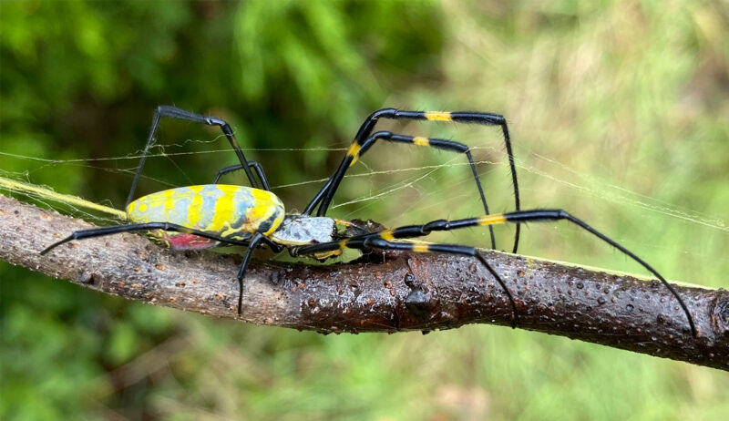 A Joro spider on a branch