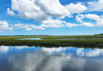 Photo of a salt marsh.