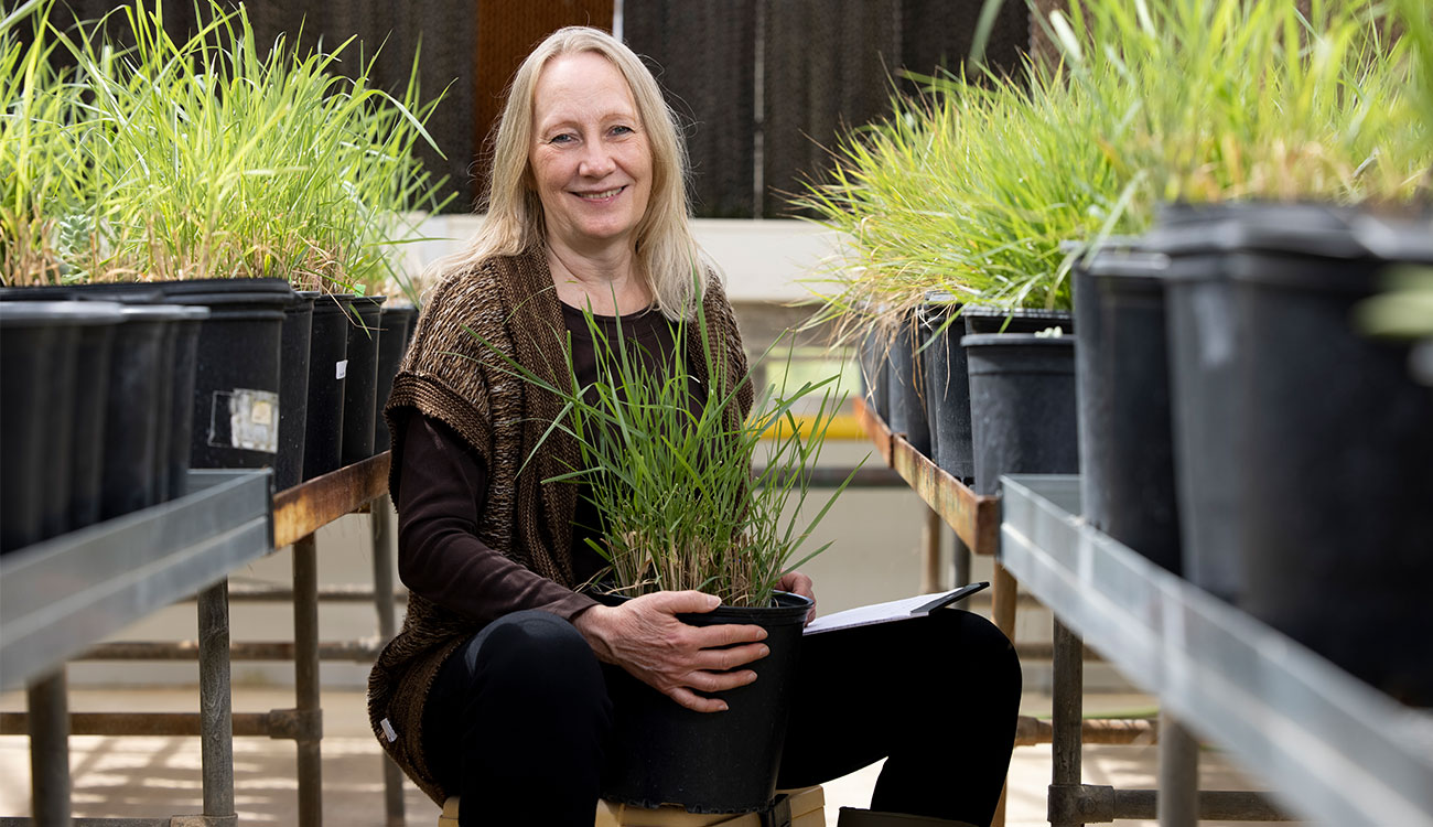 CCRC researchers pinpoint gene function in plant cell walls