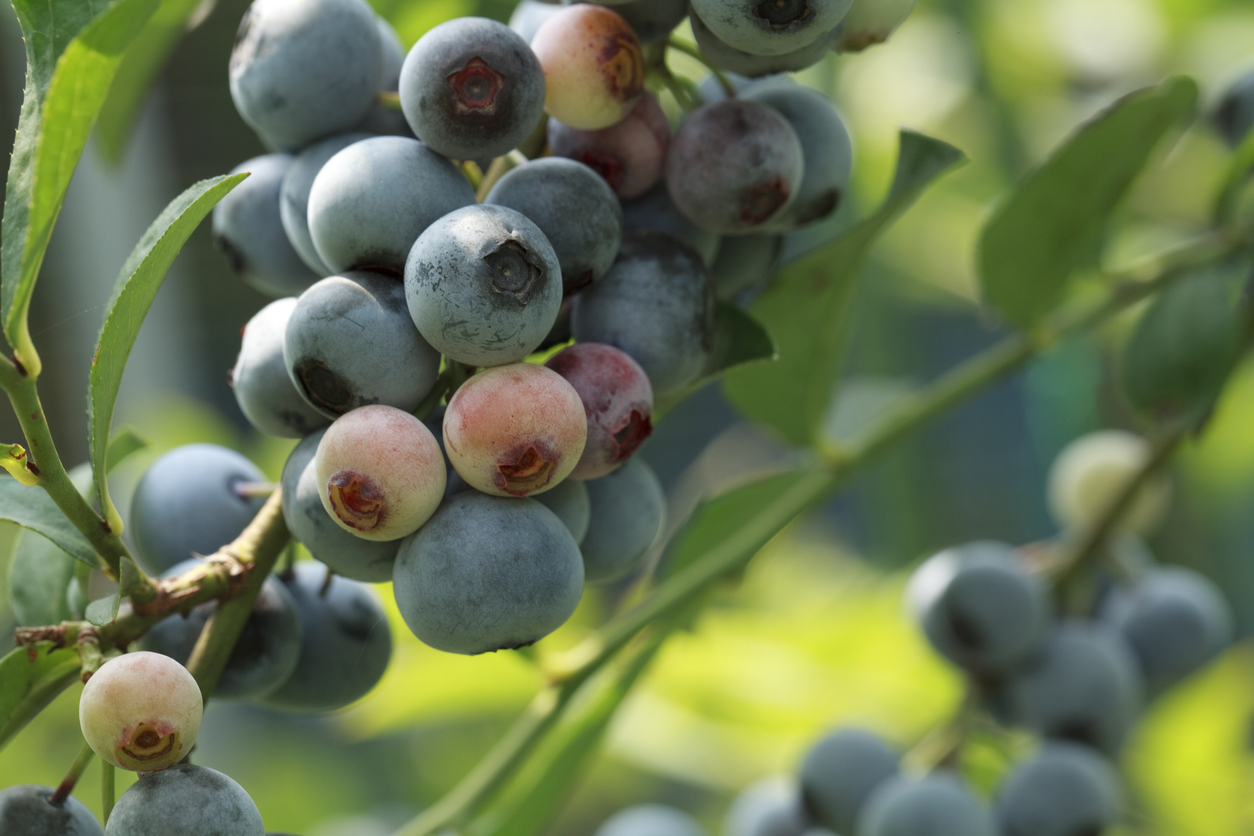 CAES researchers examine blueberry quality issues for Georgia producers