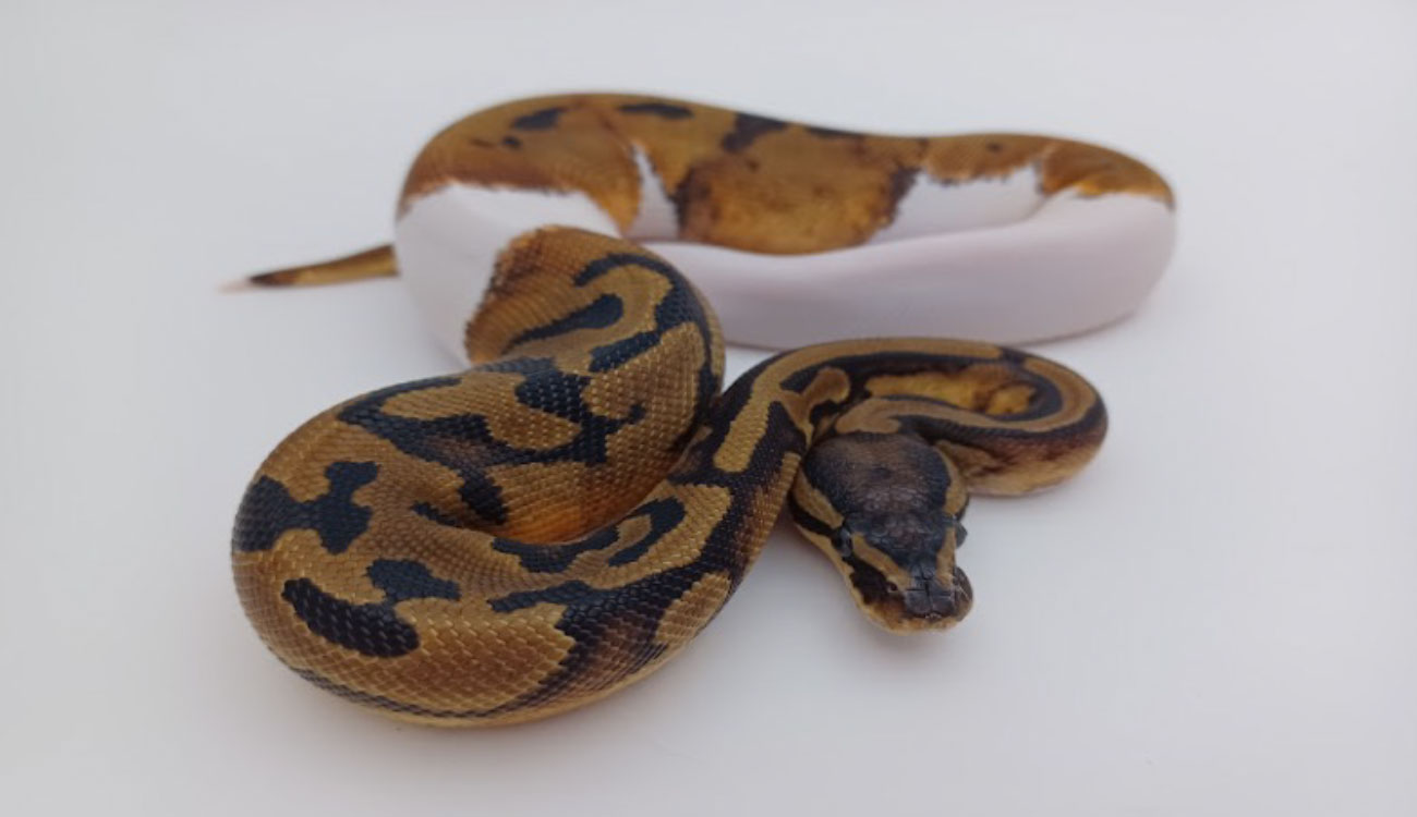 Piebald snake