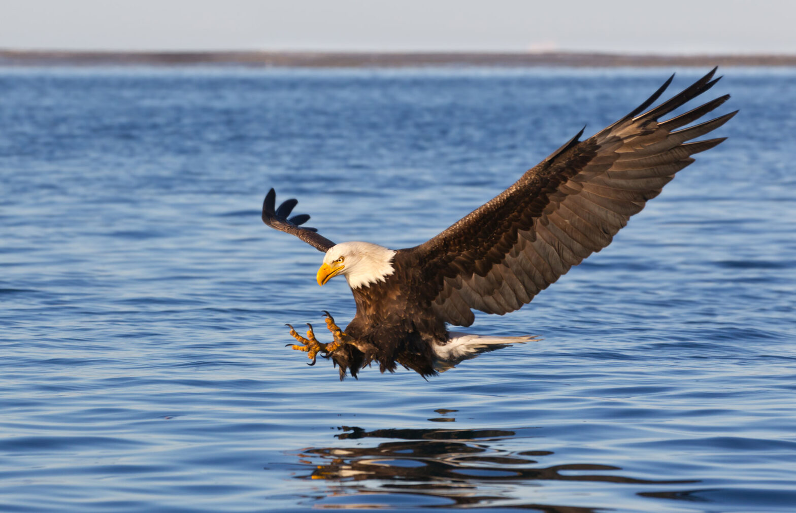 Bald Eagle hunting over water.
