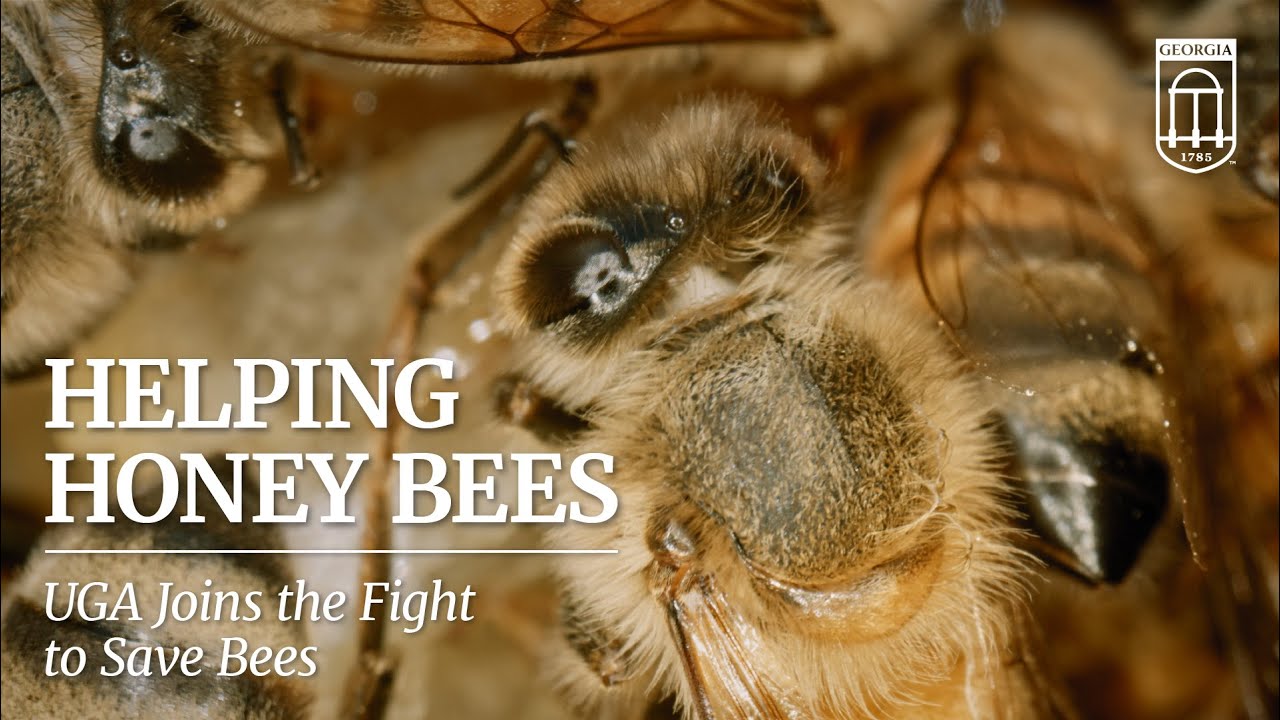 Helping honeybees & pollinating perfect partnerships