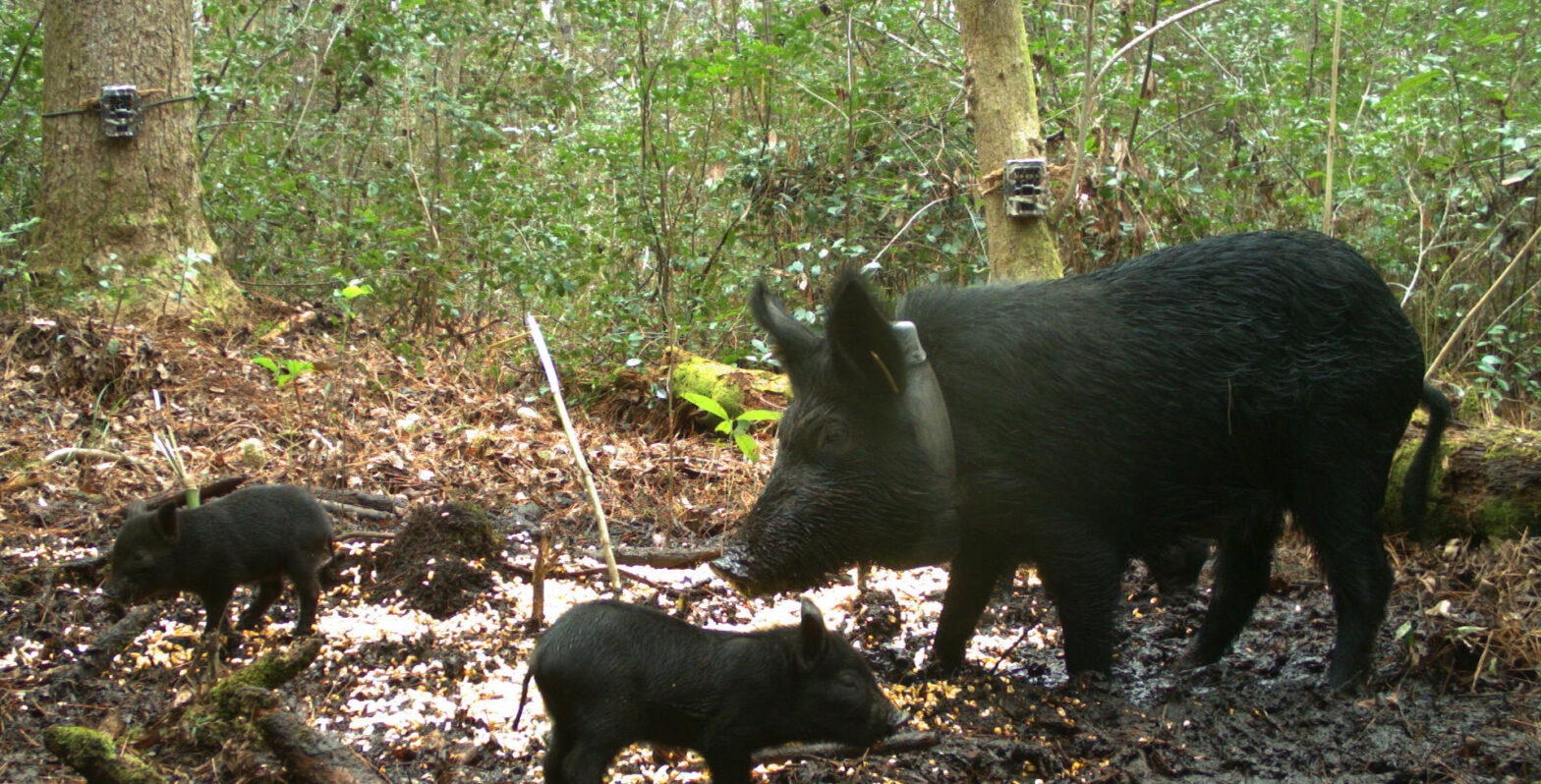 A collared wild pig