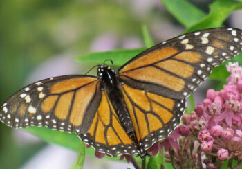 Monarch butterfly