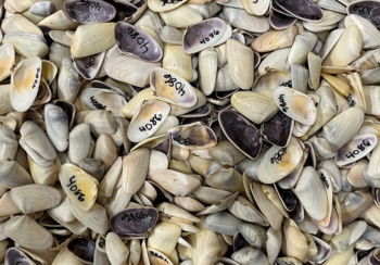 Colorful shells of Donax variabilis, the "colorful coquina," are some of the thousands of specimens contributed to the Georgia Museum of Natural History by Professor Eugene Keferl. (Photo by John Wares)