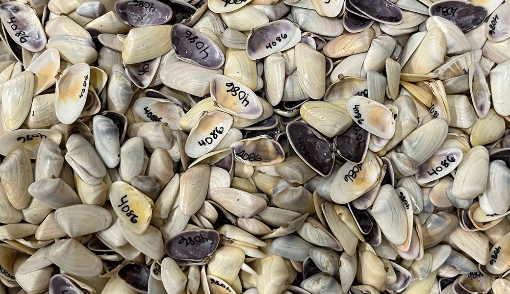 Colorful shells of Donax variabilis, the "colorful coquina," are some of the thousands of specimens contributed to the Georgia Museum of Natural History by Professor Eugene Keferl. (Photo by John Wares)