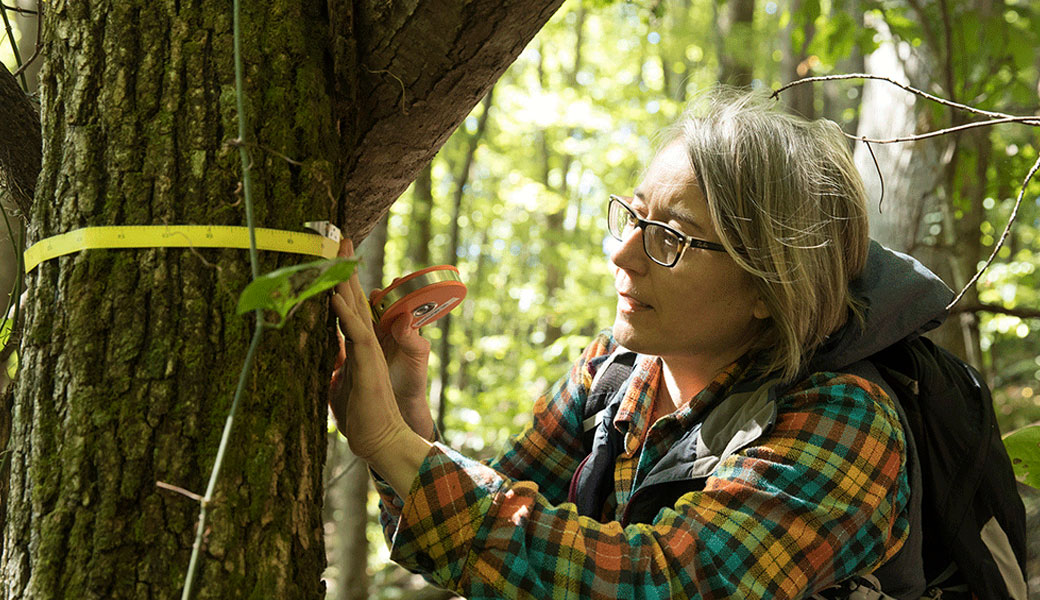 Nina Wurzburger measures a tree at Coweeta Hydrologic Laboratory. (Photo by Dorothy Kozlowski/UGA)