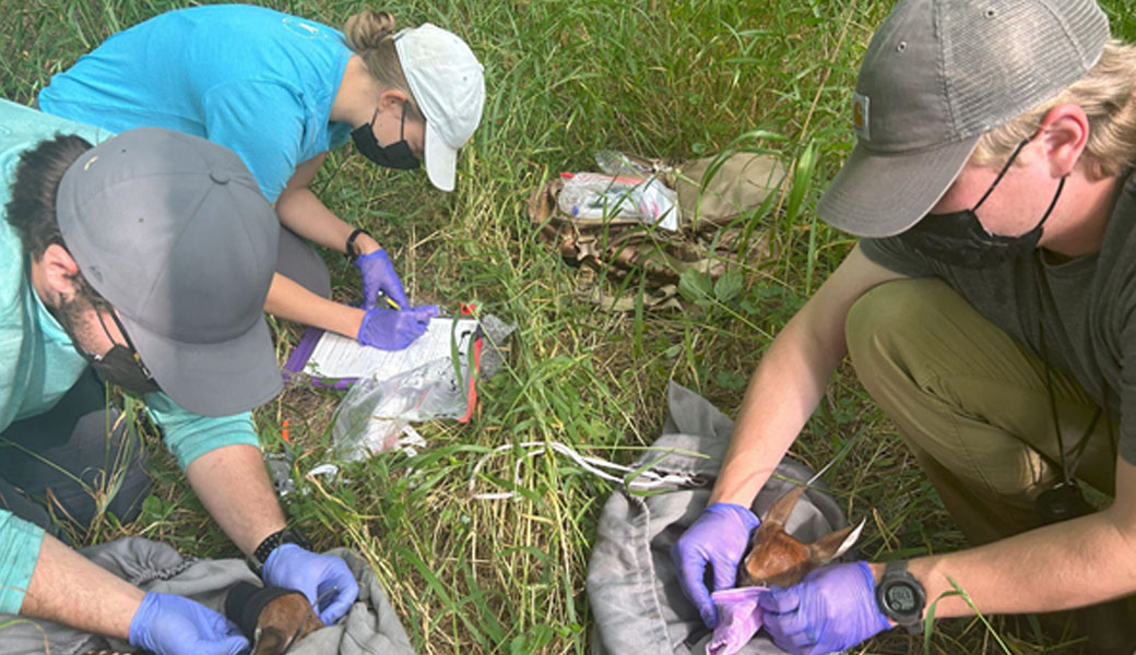 A trio of researchers collects samples from fawns. Photo courtesy UGA Deer Lab