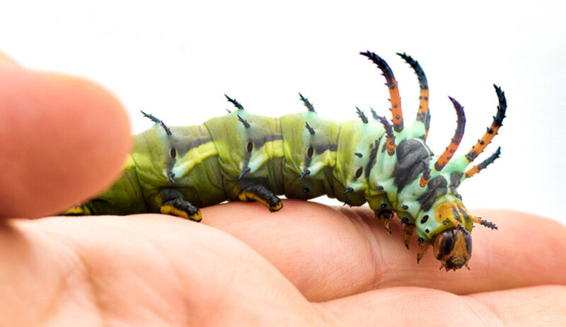 Unveiling the fearsome hickory horned devil