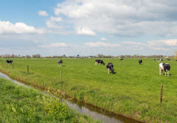 Field of cows