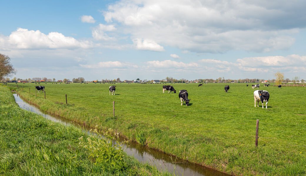 Field of cows