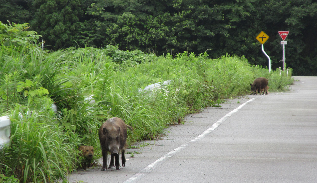 Four boar travel down the side of a road in Fukushima, Japan.