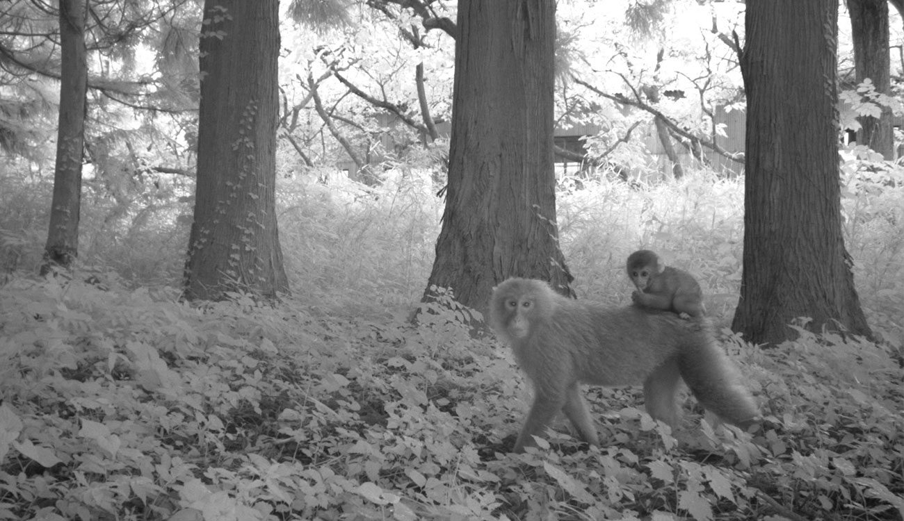 In a black and white photo, a macaque monkey walks through the forests of Fukushima, Japan, with an infant monkey on her back.