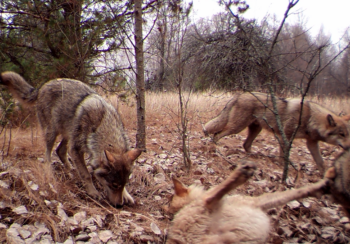 Wolves roam a flat deserted landscape in the Chernobyl Nuclear Exclusion Zone