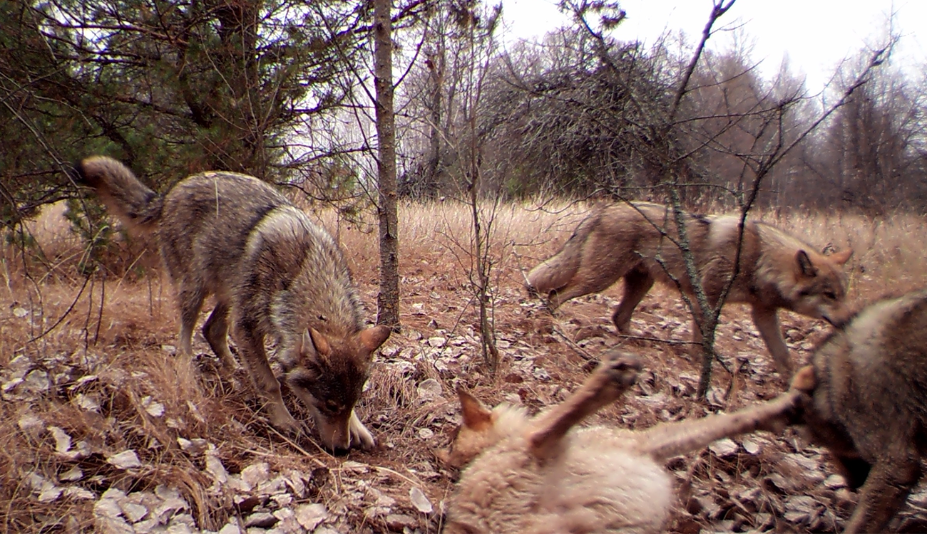 Wolves roam a flat deserted landscape in the Chernobyl Nuclear Exclusion Zone