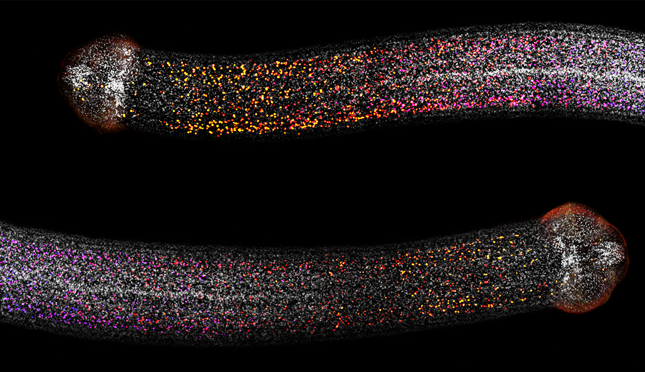 Assistant Professor Tania Rozario has received a seed grant from the Hypothesis Fund to develop a new approach to advance tapeworm research, particularly on the little understood topic of regeneration. Here, a distribution of cycling stem cells (multicolored) is shown within the regeneration-competent tapeworm neck. (Photo courtesy of Tania Rozario)