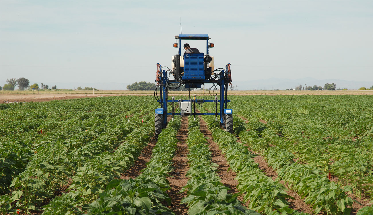 Farm machinery drives through rows of sunflower crops