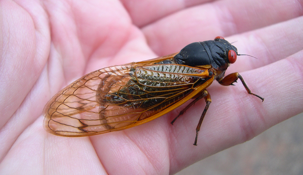 Cicada Brood13