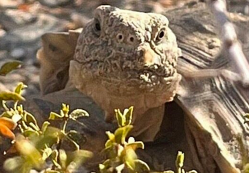 A juvenile Mojave desert tortoise head-started at the Ivanpah Desert Tortoise Research Facility hiding in natural vegetation following its release.