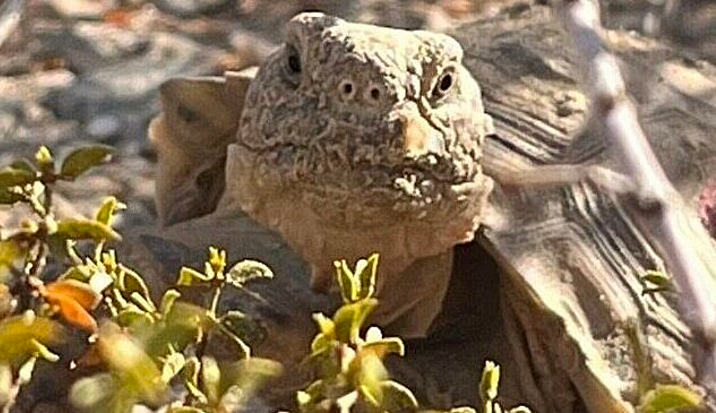 A juvenile Mojave desert tortoise head-started at the Ivanpah Desert Tortoise Research Facility hiding in natural vegetation following its release.