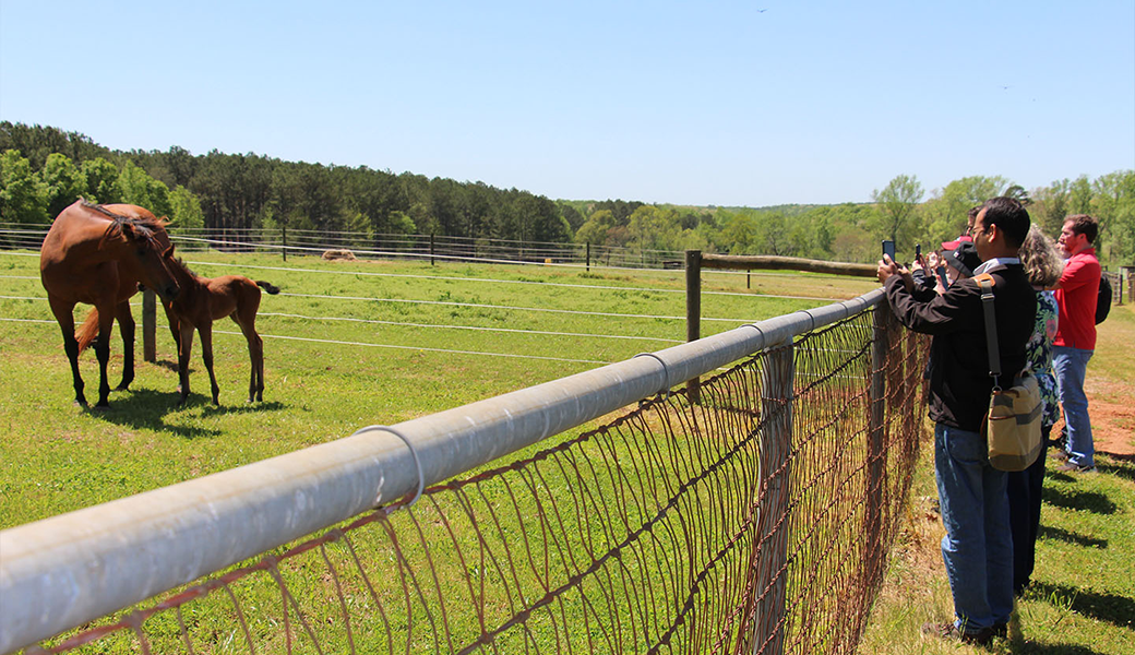 During the final session of the 2024 Rural Engagement Workshop cohort members had time to interact with some of the animals at the UGA Livestock Instructional Arena. (Photo: Baker Owens)