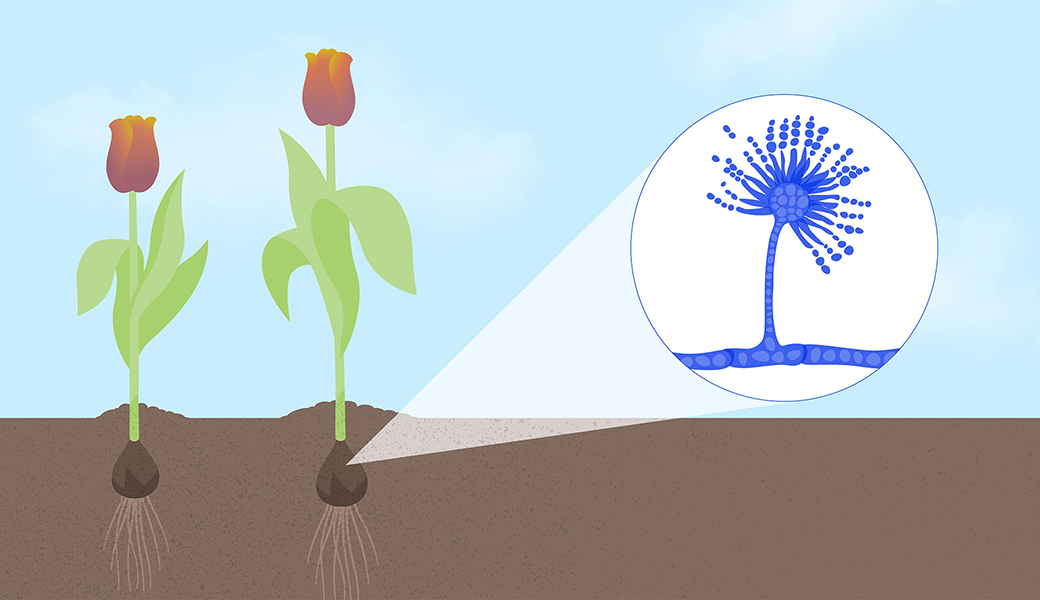 Aspergillus fumigatus is shown in the bulb of a tulip. (Illustration by Whitney Mathisen and Andrea Piazza)