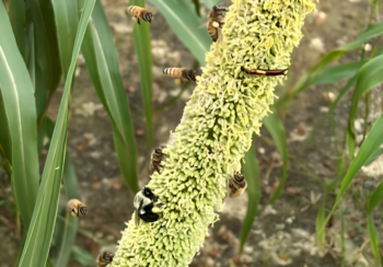 Pearl millet, an annual grass used for grain and forage, can be a good food source for honey bees and hover flies, according to a recent study