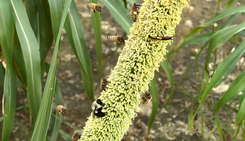 Pearl millet, an annual grass used for grain and forage, can be a good food source for honey bees and hover flies, according to a recent study