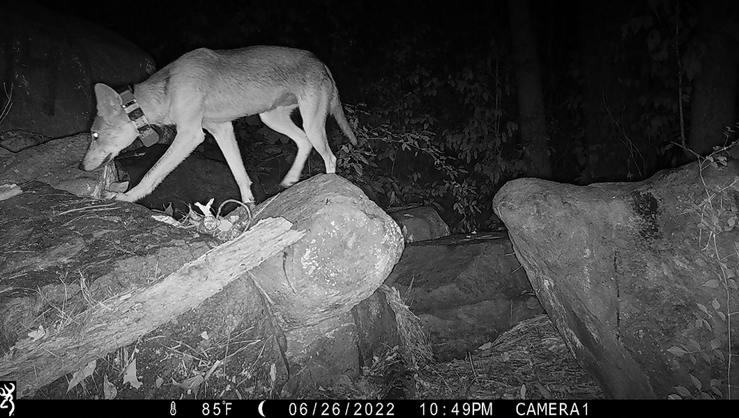 Night vision image of coyote caught on trail camera.