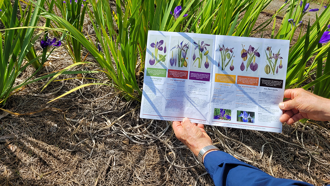 Experts study mystery irises at the Coastal Georgia Botanical Gardens