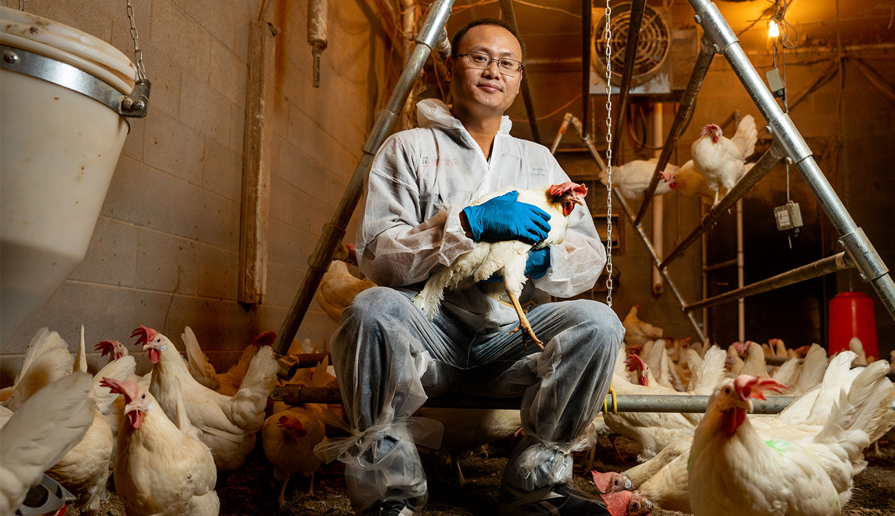 The cage-free egg market will reach 70% by 2030, however there are significant challenges to that prediction. CAES researchers like Lilong Chai are leading meaningful steps toward more efficient, safe, and eventually cost-effective poultry production.