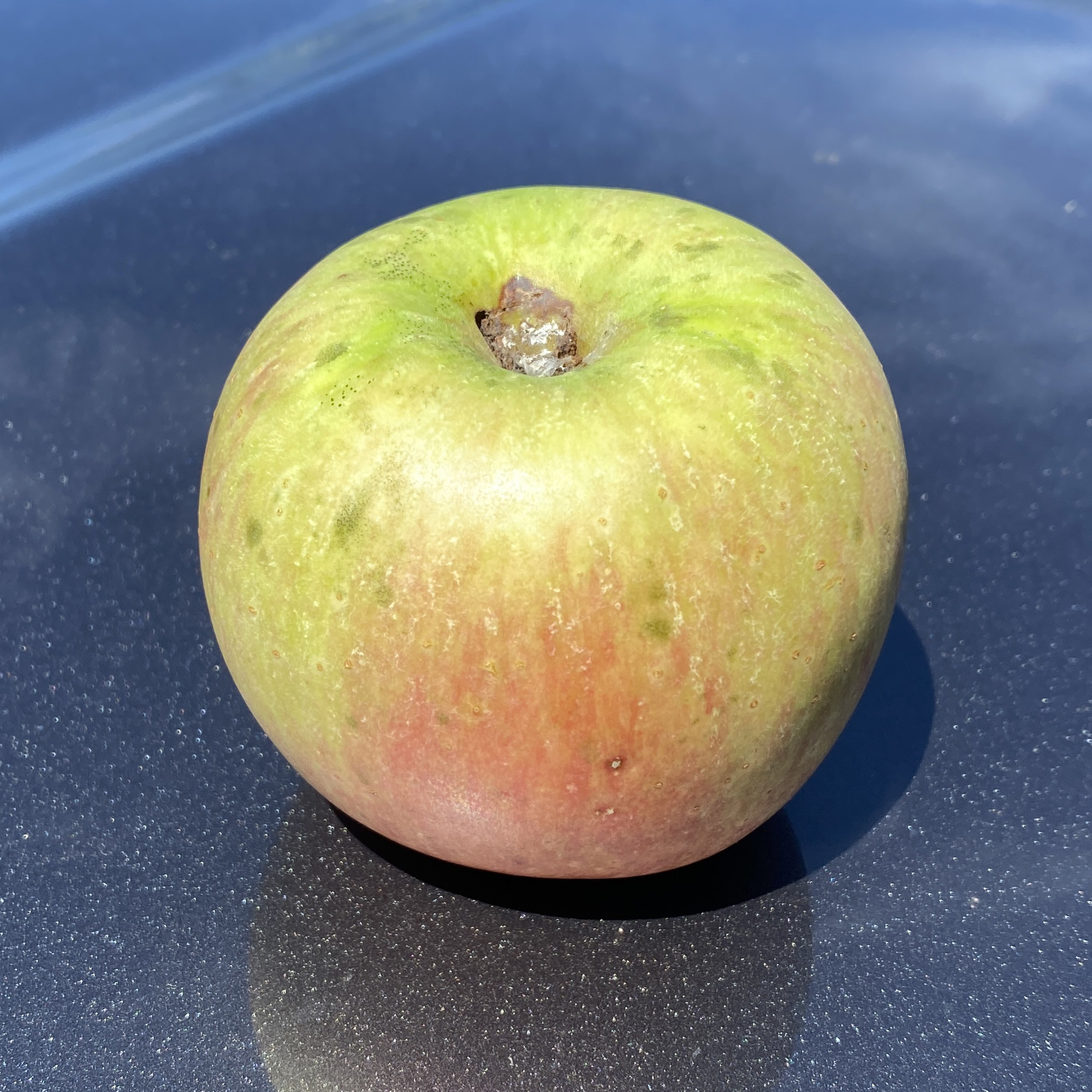 Bald Mountain Apple