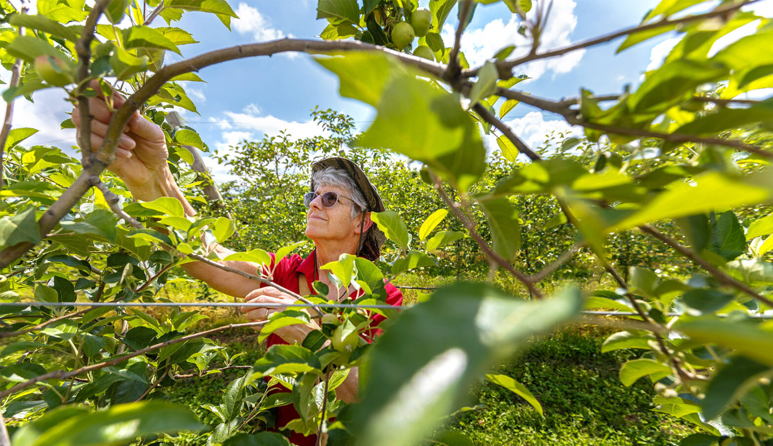 GMREC research technician Clare Johnston is assisting an entomology research group by collecting immature apples. The small apples are used to feed an insect population of plum curculio, a snout beetle and a serious pest to apples and peaches, to provide usable insects for their work.