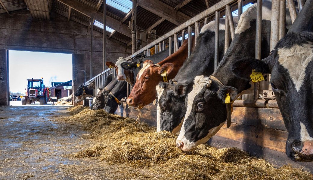 Image of cows in a barn eating hay with a tractor in the background.