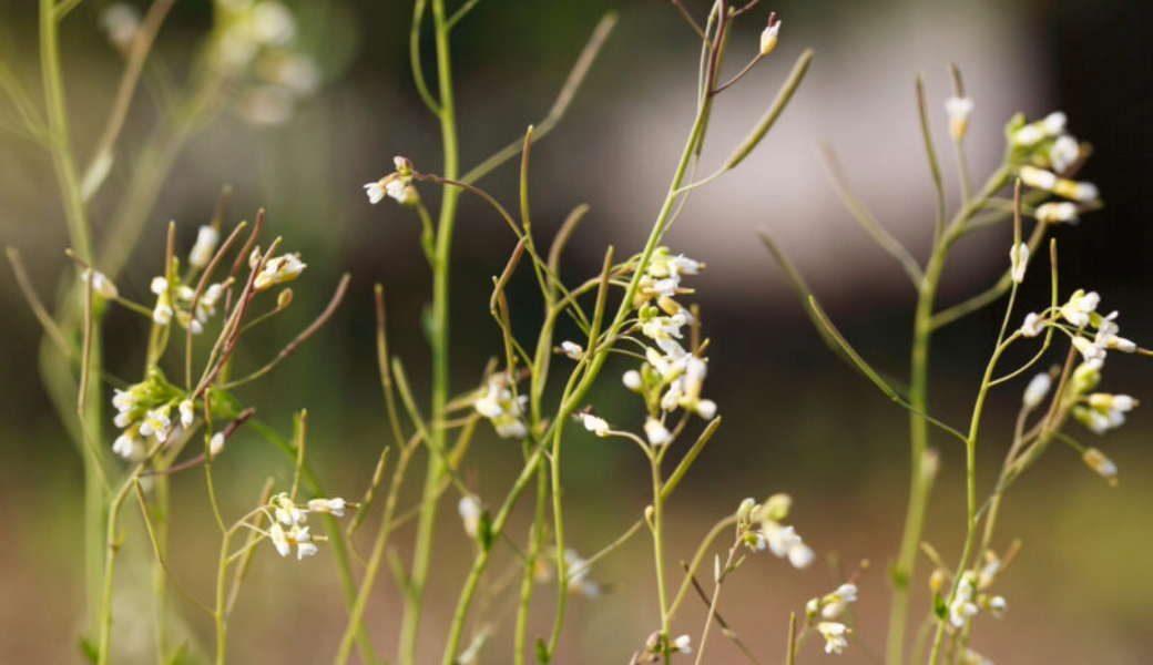 Image of a green plant with tine white flowers.