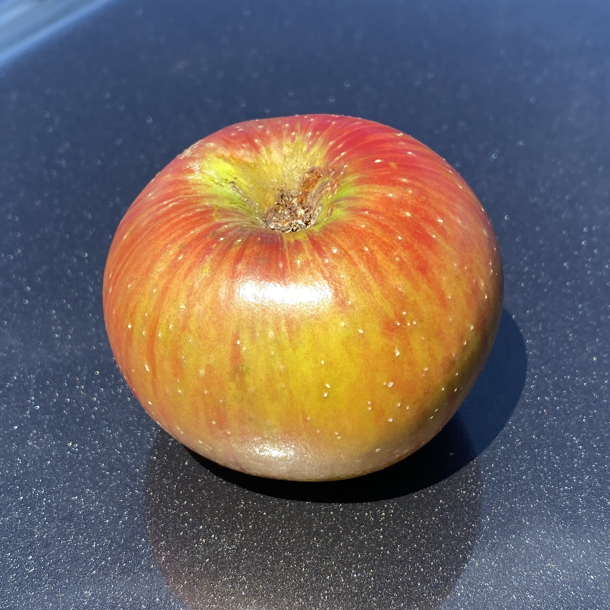 Swiss Limbertwig Apple