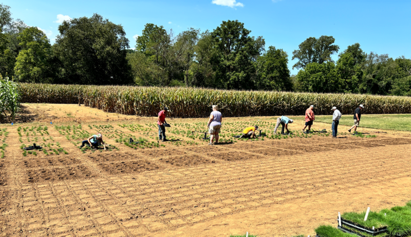 The GMREC team also plants varieties of zoysia turfgrass. Here, they are planting for research conducted by crop and soil sciences Professor Brian Schwartz, in which new varieties are assessed for possible release.