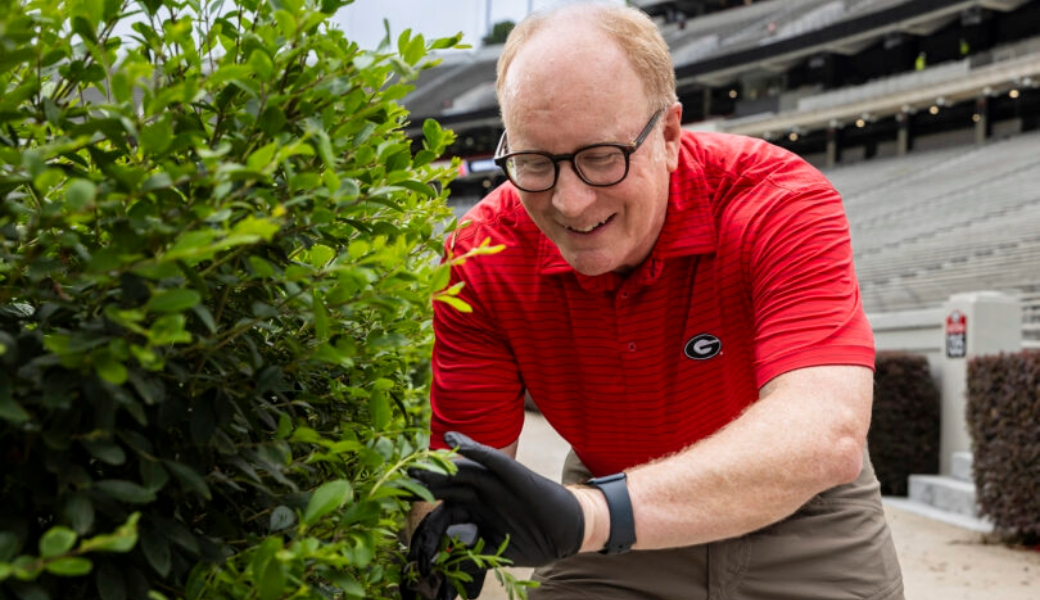 Professor Jim Leebens-Mack takes clippings from the hedges at Sanford Stadium for genome sequencing research.