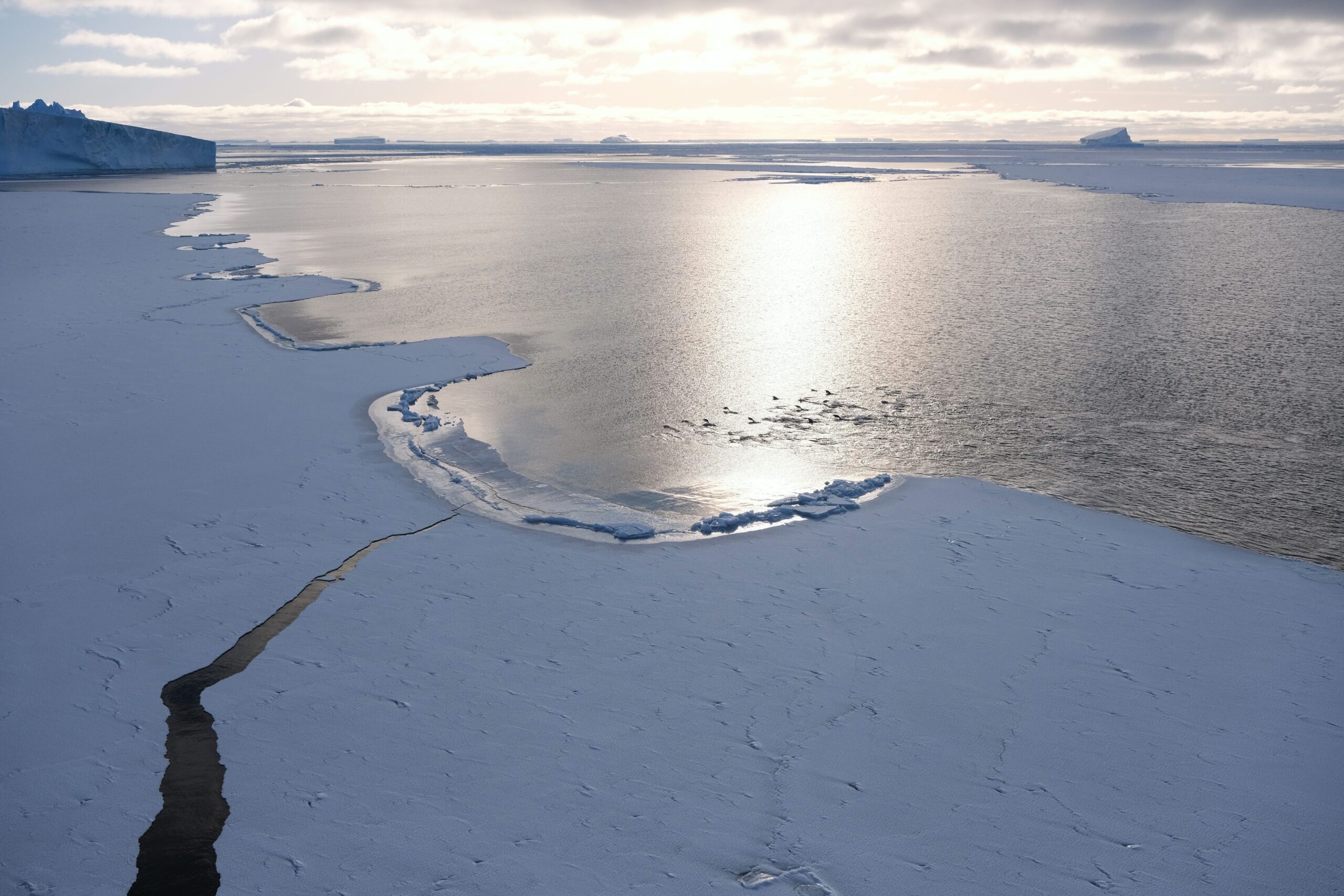 Seals swimming in Antarctica