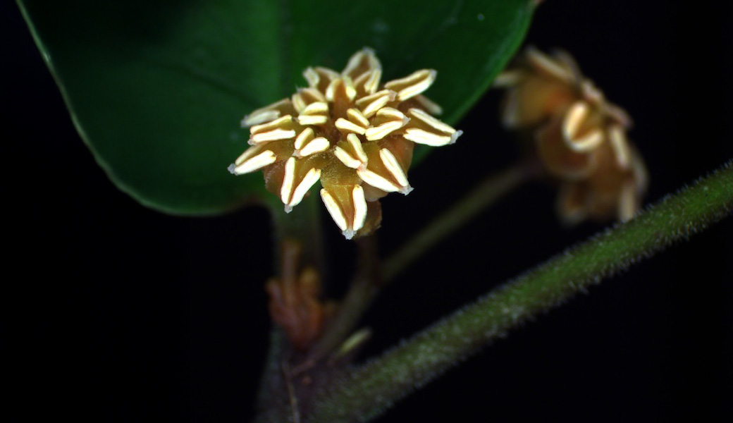 Male-Amborella-flower_Credit-Charlie-Scutt