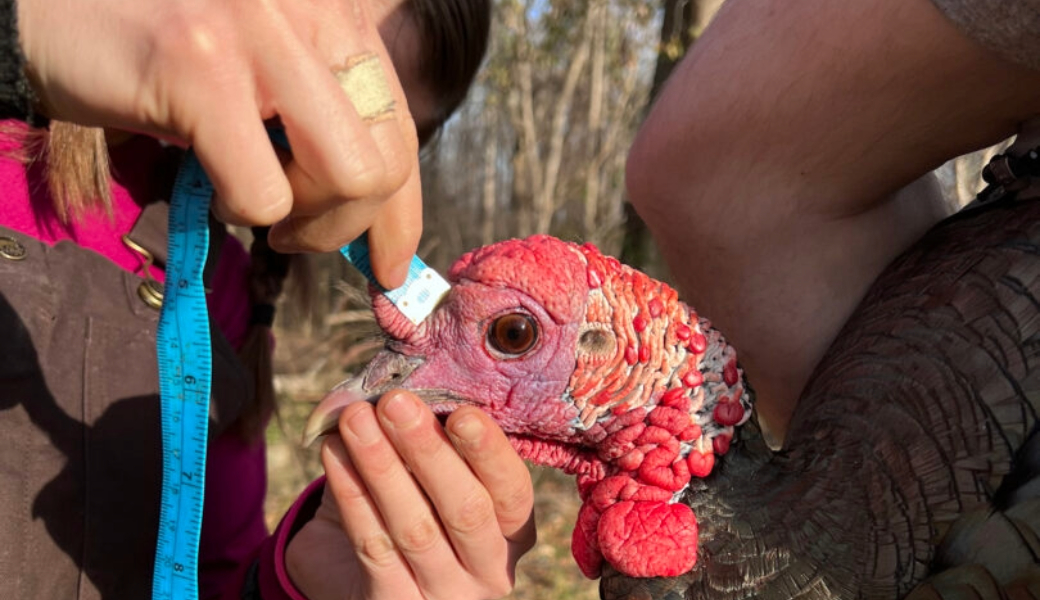 UGA researchers tag wild turkeys for tracking.