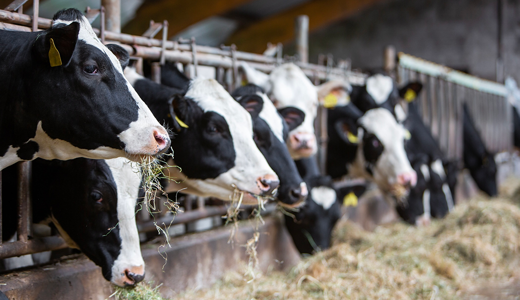 The extensive spread of H5N1 avian influenza on U.S. dairy farms is particularly worrisome, according to UGA flu researcher Mark Tompkins. (Getty Images)